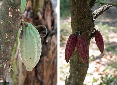 Cacao, Vanille et Canelle