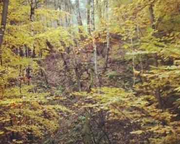 Hiking - Enchanted Forest