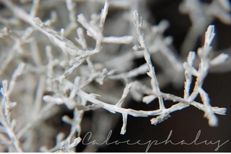 Frost Pflanzen - freeze plants