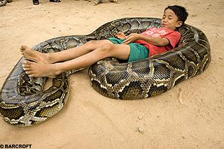 (Gift-) Schlangen in Kambodscha T. 2