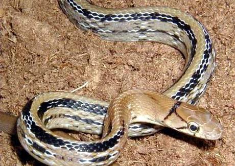 (Gift-) Schlangen in Kambodscha T. 2