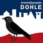 dohle-2