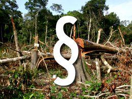 Todesurteil für Amazonas-Regenwald Bild:WWF