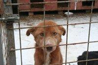 Schicksal besiegelt: Rumänische Straßenhunde werden getötet!