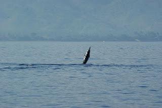 Swimming with Dolphins at Lovina