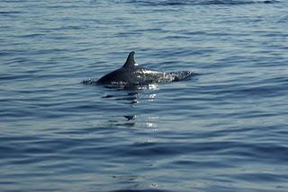 Swimming with Dolphins at Lovina