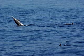 Swimming with Dolphins at Lovina