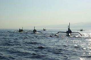 Swimming with Dolphins at Lovina