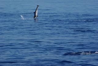 Swimming with Dolphins at Lovina