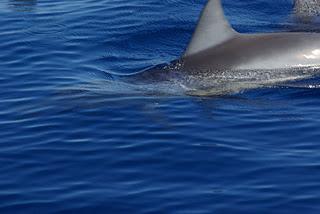 Swimming with Dolphins at Lovina