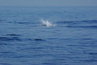 Swimming with Dolphins at Lovina