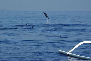 Swimming with Dolphins at Lovina