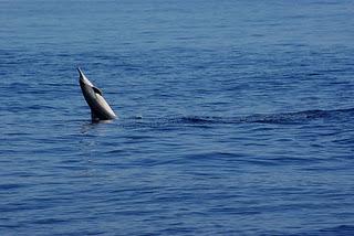 Swimming with Dolphins at Lovina