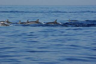 Swimming with Dolphins at Lovina