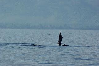 Swimming with Dolphins at Lovina