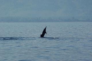 Swimming with Dolphins at Lovina