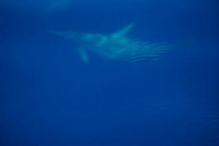 Swimming with Dolphins at Lovina