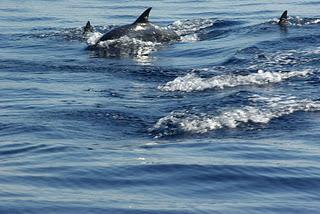 Swimming with Dolphins at Lovina