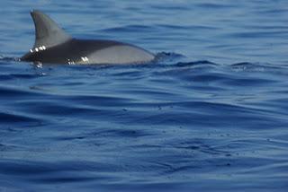 Swimming with Dolphins at Lovina