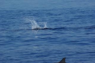 Swimming with Dolphins at Lovina