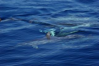 Swimming with Dolphins at Lovina