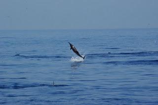 Swimming with Dolphins at Lovina