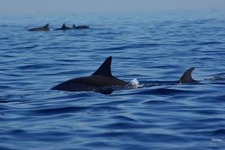 Swimming with Dolphins at Lovina