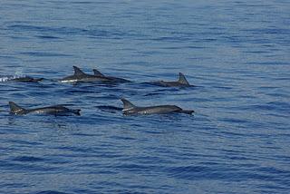 Swimming with Dolphins at Lovina