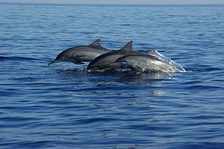 Swimming with Dolphins at Lovina