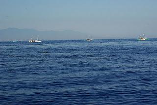 Swimming with Dolphins at Lovina