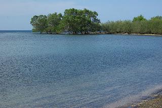 Swimming with Dolphins at Lovina