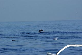 Swimming with Dolphins at Lovina