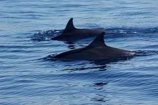 Swimming with Dolphins at Lovina