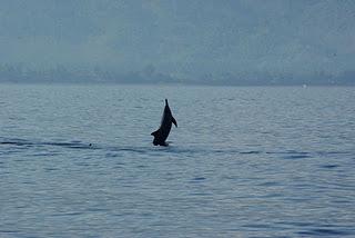 Swimming with Dolphins at Lovina