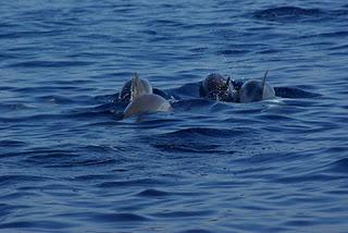 Swimming with Dolphins at Lovina