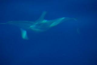 Swimming with Dolphins at Lovina