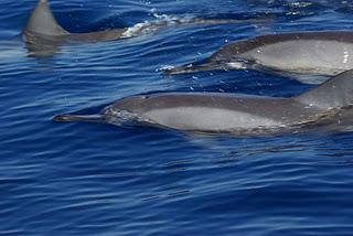 Swimming with Dolphins at Lovina