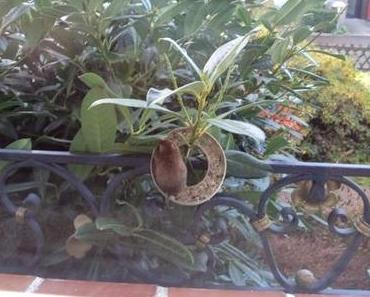 Balou hat einen neuen Freund … Fridolin! :-)