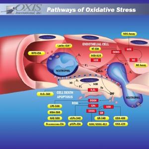 Oxidativer Stress harmloser als gedacht
