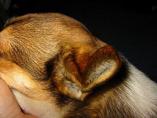 Lundehund - der Ausnahmehund