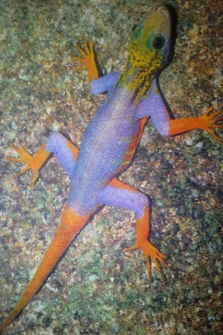 Mekong Region: New Species every other Day.