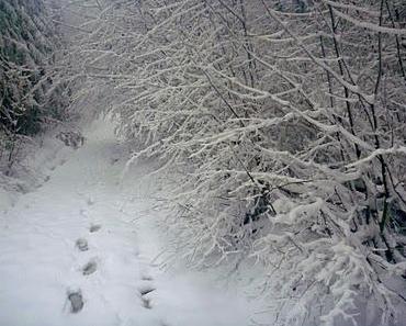 Mein Schaffhauser Debakel