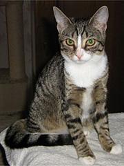 Der Katzenschutzbund Wuppertal