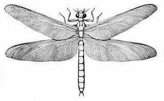 Buchtipp: Wer war der Stammvater der Insekten?