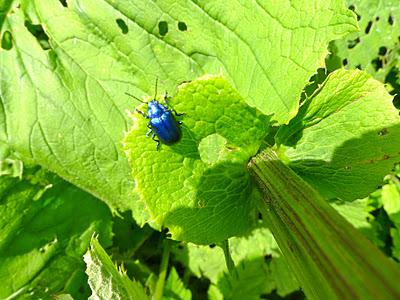 Von einem kleinen blauen Käfer