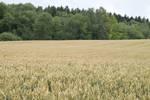 Getreideanbau in Deutschland