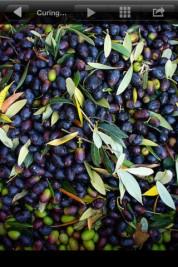 Olive Oil IQ –  auf iPad, iPhone und Sie erfahren alles, was Sie schon immer über Oliven – ÖL wissen wollten