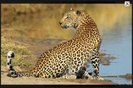 African Mammals –  lässt die Säugetiere des Krüger Nationalparks über Ihr iPhone schleichen