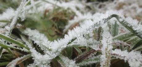 Winterfrost 1