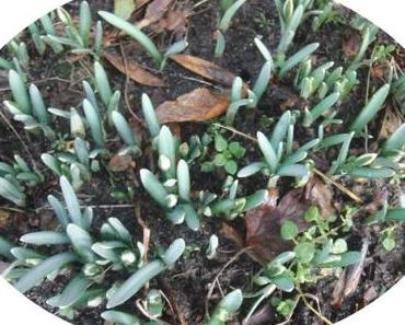 erste Frühlingsboten